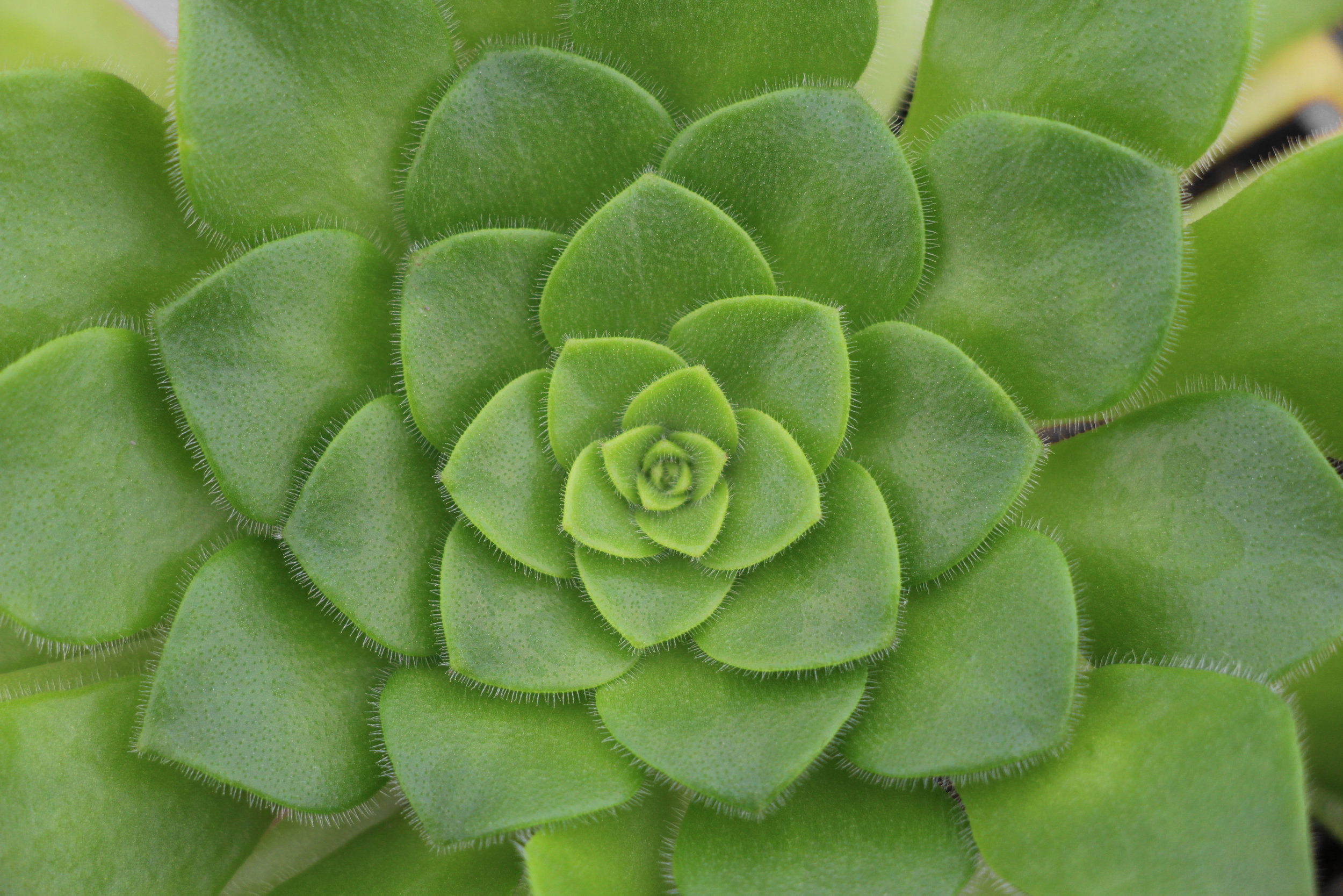 Aeonium tabuliforme